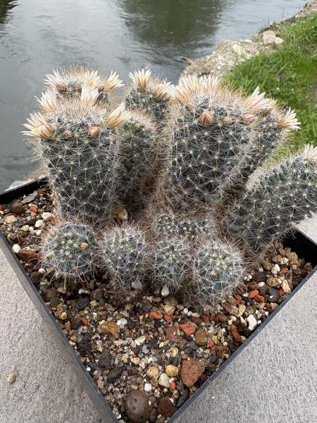 Mammillaria pubicspina
